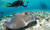 Picture of Neal Watson’s Bimini Scuba Center and Big Game Club Dive Packages
